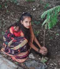 tree plantation program