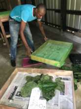 Silkworm farming