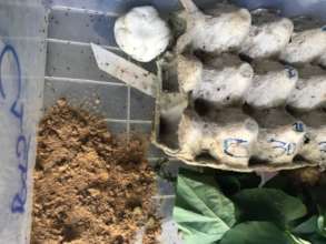 Cricket nymphs