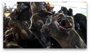 Bushmeat sold in a market tin Kinshasa.
