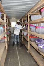 Small-scale palm weevil farm