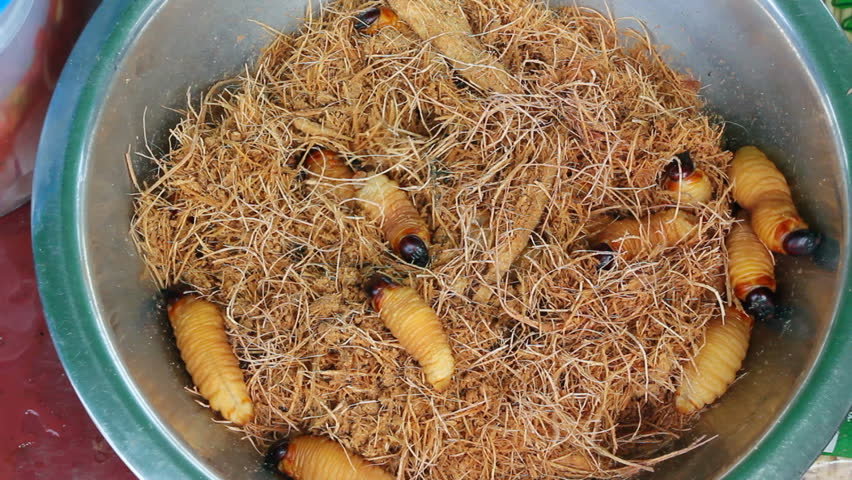 Feed DR Congo's Orphans through climate-smart ag