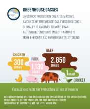 Greenhouse gas emissions and insect farming