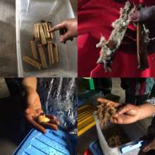 Farming palm weevil grubs