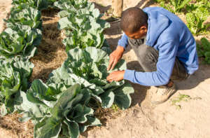 Our gardeners hard at work