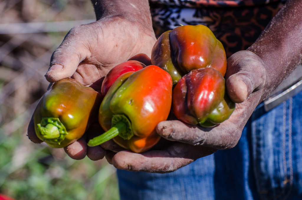 Farmers of the Future: Empowering Unemployed Youth