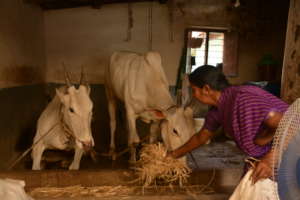 Sarojamma starts her day in a full swing