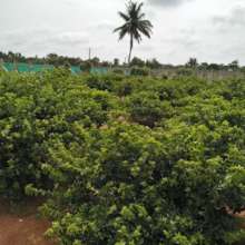 Parvathamma's garden