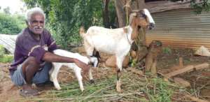 A determined &spirited Chandregowda with his goats
