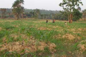 M.S. Kamara inspecting corn field, may 2017