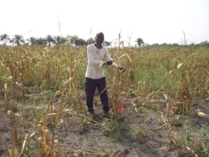 Farmer on affected maize field, january 2018