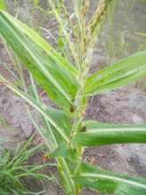 Affected maize plant, december 2017