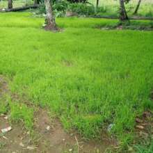 Seeds viability test site on farmers field, Rochen