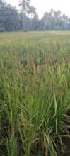 Swamp rice 2022