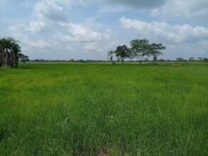 Rice field in november 2023