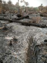 Rural bush, burned for rice cropping, febr 2021
