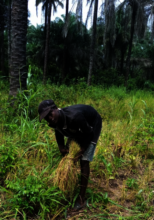 Harvesting rice in mixed cropping