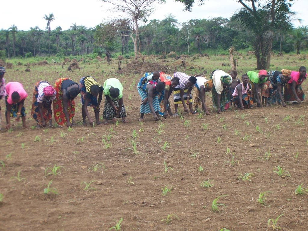 Food and for 500 Sierra Leone Farmers GlobalGiving