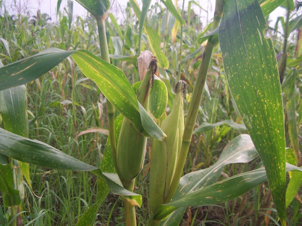 Maize crops, december 2016