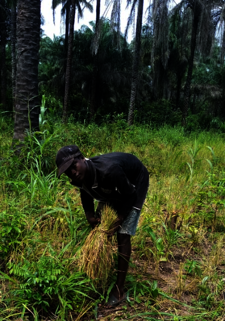 Harvest upland rice 2022