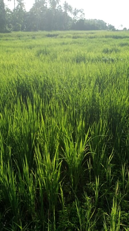 Swamp rice 2022 (tillering state)