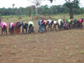 Women weeding maize crops, september 2016