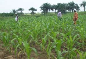 Maize field, november 2016