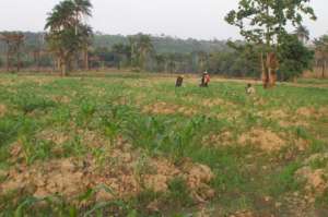 Second maize project started, april 2017