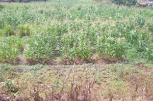Planted maize field in swamps, april 2017