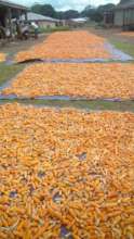 Drying maize in the sun, september 2017