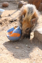 Moly playing
