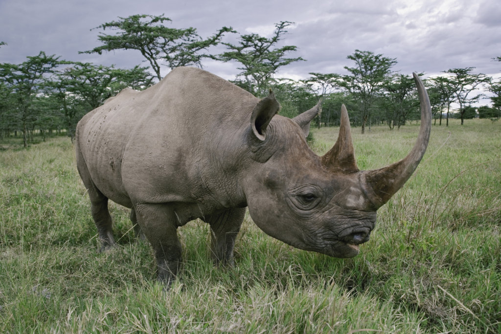 Protecting Tanzania's Elephants & Black Rhinos