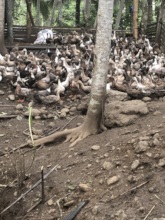 Duck-based livelihood