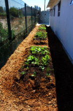 Abaphumeleli's vegetable garden