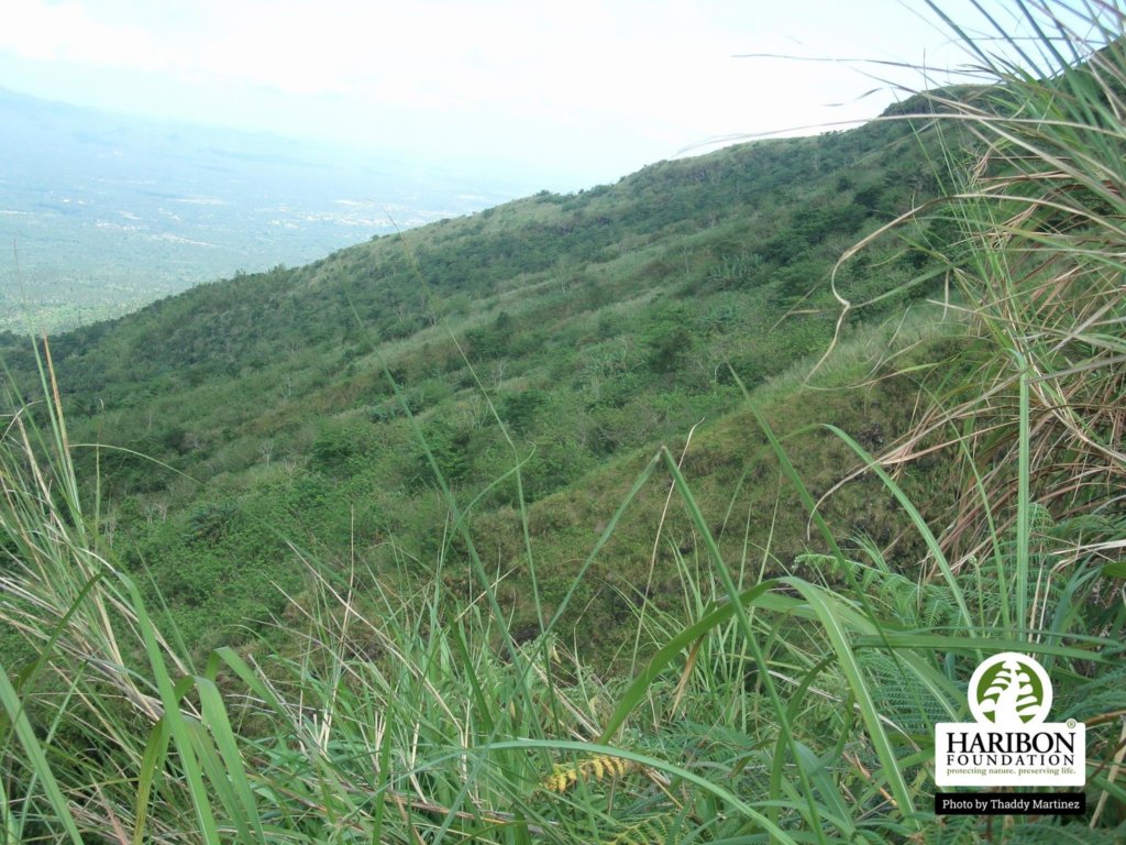 Give a Home for Philippine Wildlife