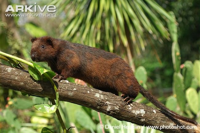 Give a Home for Philippine Wildlife