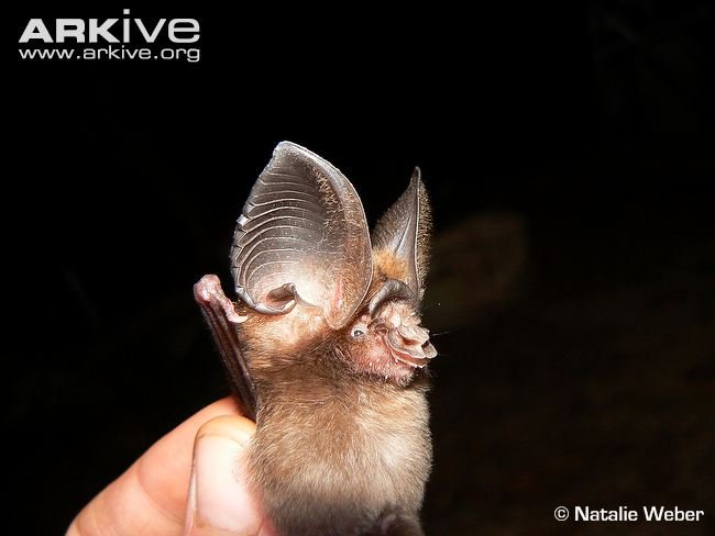 Give a Home for Philippine Wildlife