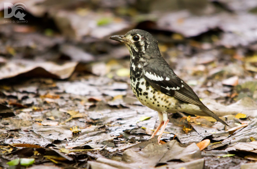 Give a Home for Philippine Wildlife