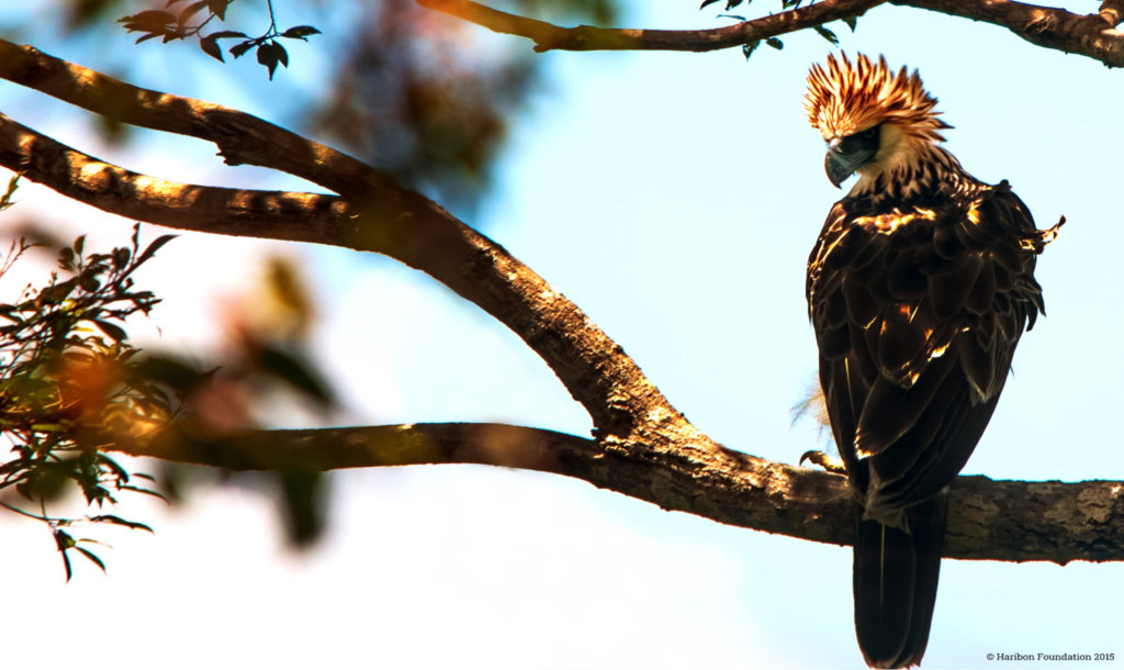 Give a Home for Philippine Wildlife