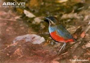 Whiskered Pitta