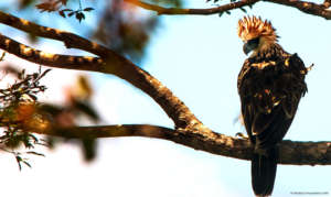 Philippine Eagle