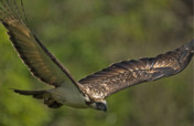Give a Home for Philippine Wildlife