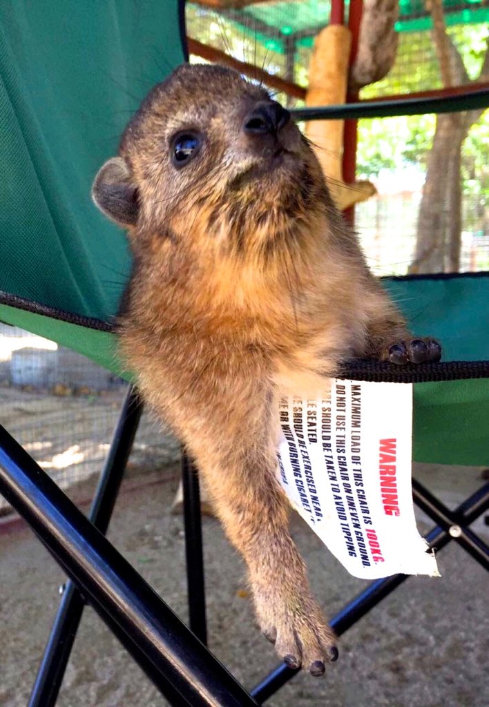 Our Dassies Need a New Jacuzzi