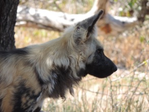 DAKTARI wild dog