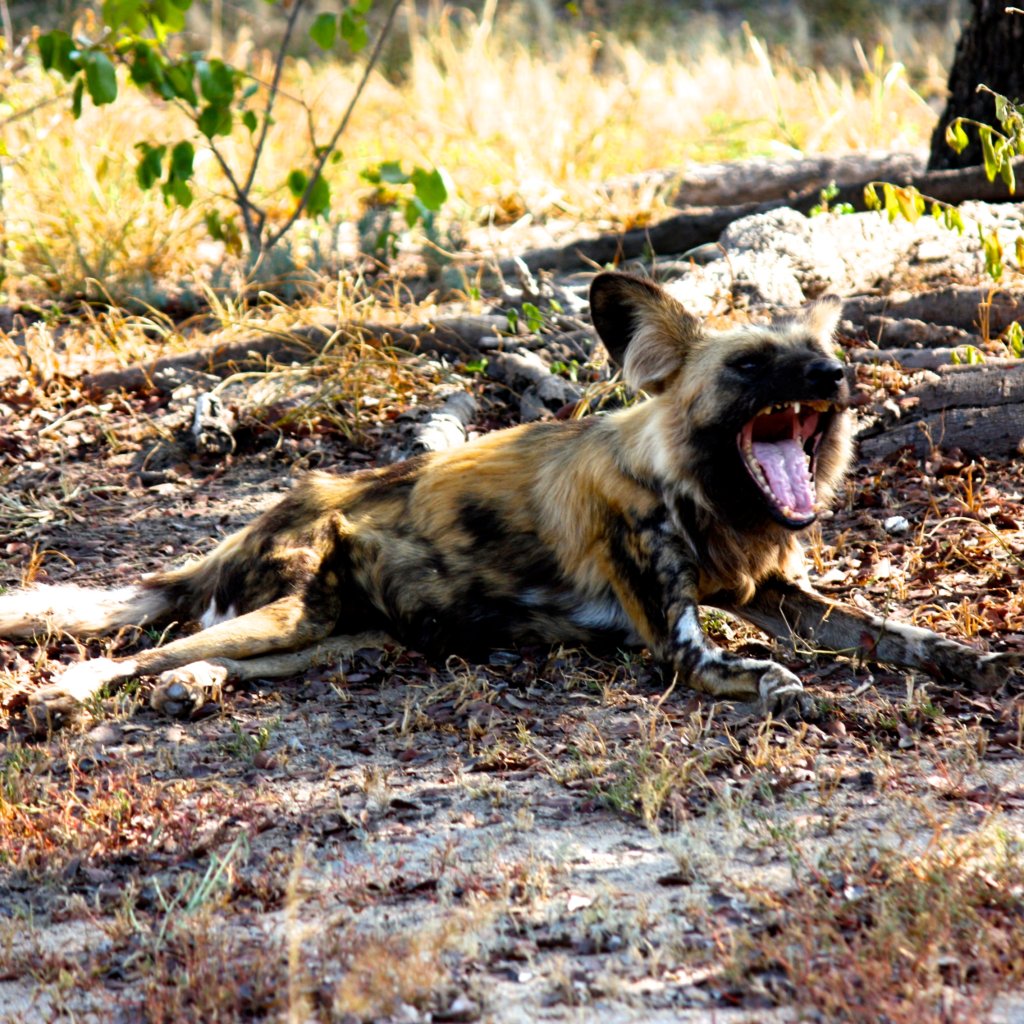 Feed Dongo the Wild Dog