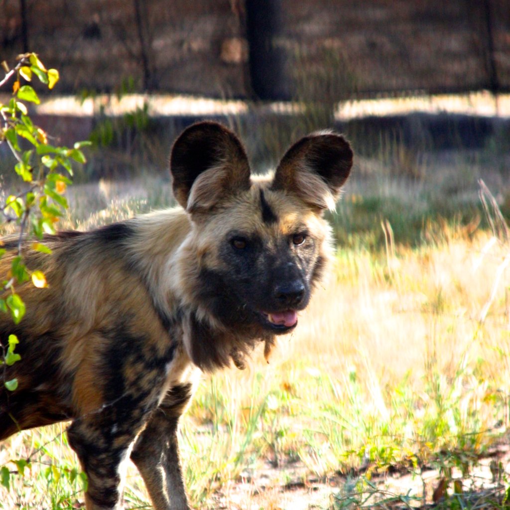 Feed Dongo the Wild Dog