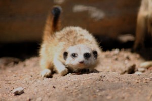 DAKTARI Meerkat