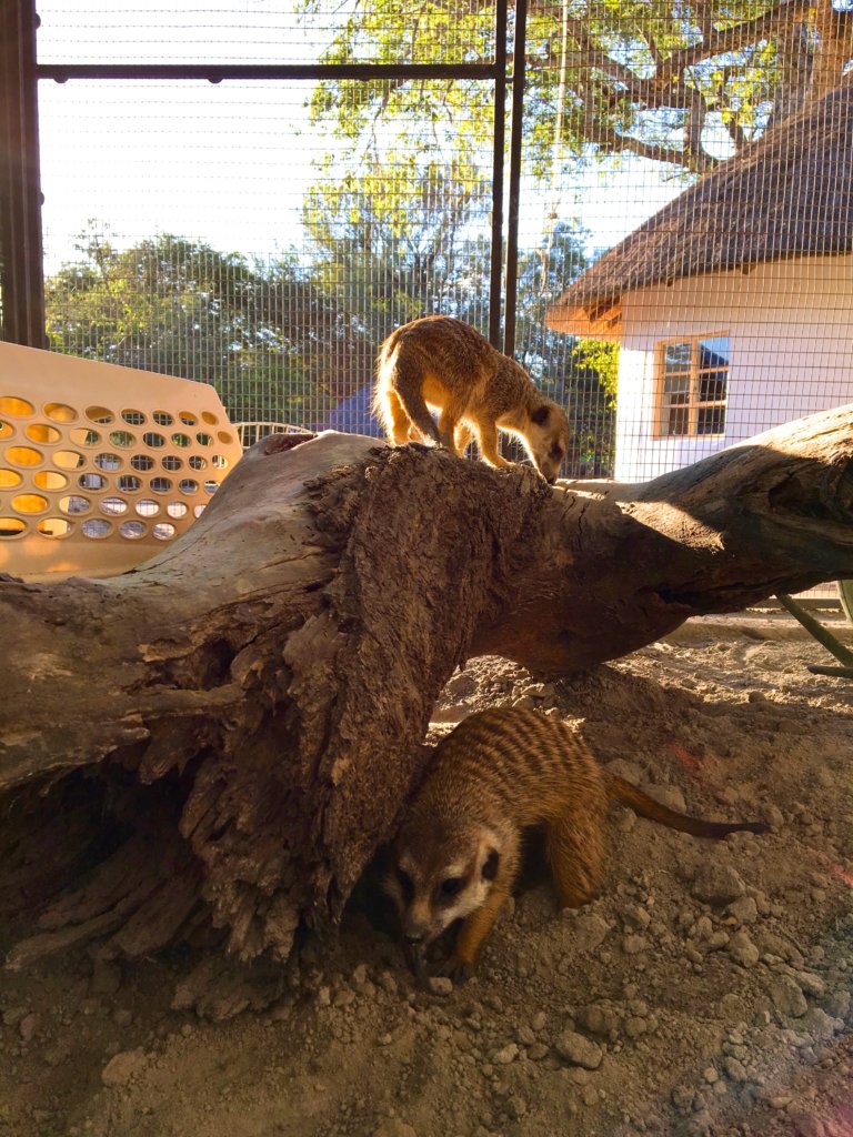 Watch Our Meerkats Grow