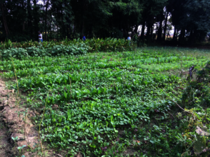 Gardens growing hope & a better quality of life!