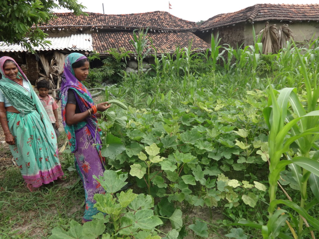 Plant Kitchen Gardens for Families in Need, India
